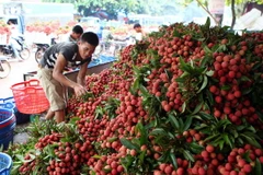 Vải được thu mua phân loại. (Ảnh: Quý Trung/TTXVN)