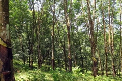 Rừng cao su. (Ảnh: Đỗ Văn Trưởng/TTXVN)