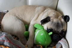 Nuôi chó giúp bạn chống lại bệnh chàm eczema và giảm hen suyễn