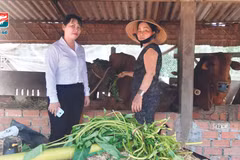 Khách hàng của Kienlongbank bị ảnh hưởng do tác động của dịch COVID-19. (Ảnh: CTV/Vietnam+)