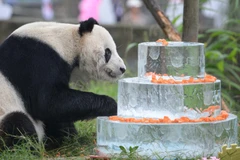 Gấu trúc khổng lồ có ca sinh ba hiếm gặp tại Trung Quốc