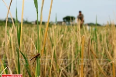 Tập tính của châu chấu là ban ngày thì thường đậu ở đoạn dưới của những gốc rạ... (Ảnh: Công Đạt/Báo Ảnh Việt Nam)