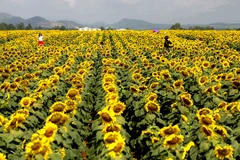 Hàng nghìn người đổ xô về cánh đồng hoa hướng dương ở Nghệ An