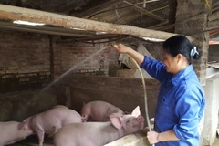 Ảnh minh họa. (Nguồn: TTXVN)