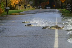 Đàn cá hồi mạo hiểm "vượt đường cao tốc" để tìm bạn tình