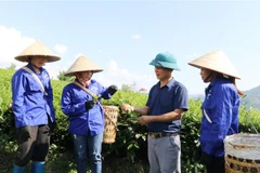 Ông Kim Văn Tân hướng dẫn công nhân thu hái chè theo đúng tiêu chuẩn. (Ảnh: Việt Hoàng/TTXVN) 