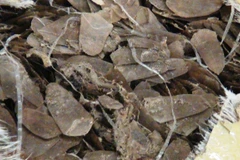 Số vảy tê tê bi bắt giữ tại sân bay Tân Sơn Nhất. (Ảnh: Vietnam+Hoàng Hải)