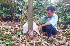 Những cây sầu riêng trong giai đoạn thu hoạch của gia đình ông Đỗ Văn Dũng bị kẻ gian phá hoại. (Ảnh: TTXVN phát)