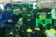 Sản phẩm dưa lưới đạt sản phẩm OCOP 4 sao. (Nguồn: Báo Bình Dương)