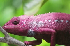 Chứng kiến quá trình đổi màu da của loài tắc kè. (Nguồn: Value Walk)