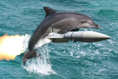 Liệu cá heo sẽ thay thế con người làm chủ Trái Đất? (Nguồn: Funny Animal)