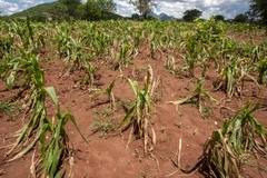 Một cánh đồng ngô khô hạn ở Blantyre, Malawi. (Nguồn: AFP/TTXVN)