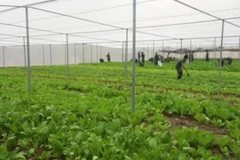 Mô hình trồng rau trong hệ thống nhà lưới đạt hiệu quả cao. (Nguồn: Bộ Nông nghiệp và Phát triển nông thôn)