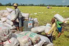 Thu hoạch lúa Hè Thu 2013 tại huyện Châu Thành A, tỉnh Hậu Giang. (Ảnh: Duy Khương/TTXVN)