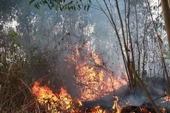 Ảnh minh họa. (Nguồn: TTXVN)