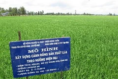Một cánh đồng mẫu lớn ở Đồng Tháp. (Nguồn: TTXVN)