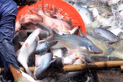 Cá tra Việt Nam đã chính thức được đưa ra khỏi danh sách đỏ của WWF. (Ảnh: Duy Khương/TTXVN)