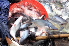 Cá tra Việt Nam đã chính thức được đưa ra khỏi danh sách đỏ của WWF. (Ảnh: Duy Khương/TTXVN)