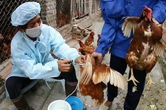 Tiêm vắcxin phòng chống cúm gia cầm ở gà. (Nguồn: Internet)