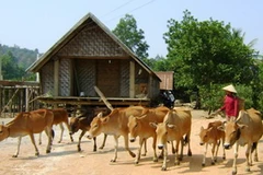 Ảnh minh họa. (Nguồn: báo Đắk Lắk)