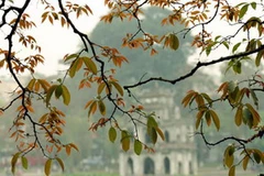 Ảnh minh họa. (Nguồn: nguoiduatin.vn)