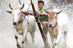 Ảnh minh họa. (Ảnh: Duy Khương/TTXVN)