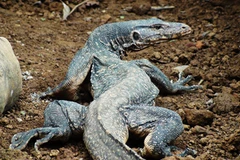 Ảnh chỉ mang tính minh họa. (Nguồn: Internet)