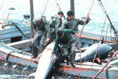 Ảnh minh họa. (Nguồn: fao.org)