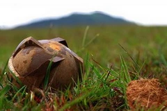 Bom bi. (Nguồn: Internet)