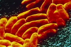 "Siêu vi khuẩn mang gen NDM-1" có tính kháng thuốc rất mạnh. (Nguồn: Internet)