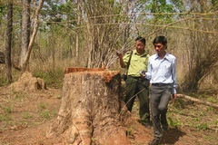 Cây gỗ hương đường kính khoảng 1m sát đường tuần tra vừa bị lâm tặc đốn hạ. (Ảnh: V.Dũng/Vietnam+)