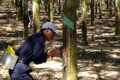 Lấy mủ cao su. (Nguồn: TTXVN)