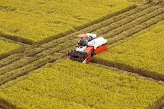 Thu hoạch lúa trên cánh đồng mẫu lớn ở Hậu Giang. (Nguồn: TTXVN)