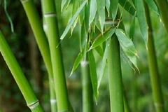 Tre Việt Nam. (Nguồn: Internet)