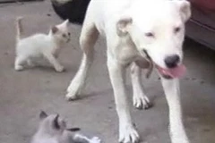 Chó mẹ Molly và đám mèo con. (Nguồn: Dothan Eagle)