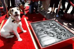 Chú chó Uggie và dấu chân của nó trên nền ximăng trước cửa nhà hát nổi tiếng Grauman's Chinese Theater. (Nguồn: Internet)