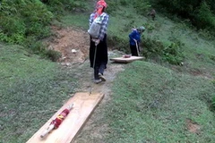 Vì lợi nhuận cao lại không bị chính quyền xử lý, nên người dân vẫn hàng ngày vào rừng lấy gỗ pơmu về bán. (Ảnh: Hoài Sơn/TTXVN)