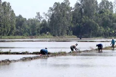 Nhiều khu vực Đồng bằng sông Cửu Long bị nước "chụp" gây ngập lúa Đông Xuân. (Ảnh: Thanh Vũ/TTXVN)