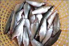 Cá linh. (Nguồn: angiang.gov.vn)