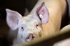 Ảnh chỉ mang tính minh họa. (Nguồn: Internet)