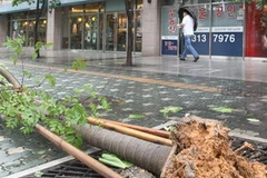 Cây cối bị nhổ bật rễ ở Thủ đô Seoul ngày 26/6. (Nguồn: Yonhap)