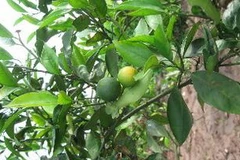 Cam chanh Ninh Giang.