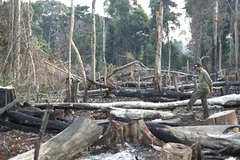 Rừng Tà Thiết ở Bình Phước bị chặt phá tan hoang để lấy gỗ, chiếm đất làm rẫy. (Nguồn: báo Dân Việt)
