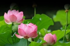 Ảnh chỉ mang tính minh họa. (Nguồn: Internet)