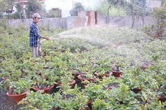 Người dân Gò Vấp vẫn hy vọng có một ngày làng hoa thịnh vượng trở lại. (Ảnh: Internet) 