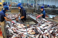 Nhiều doanh nghiệp Việt Nam đang nhập cá tra từ Campuchia, Myanmar... (Ảnh: Duy Khương/TTXVN)