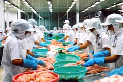 Chế biến cá tra xuất khẩu. (Ảnh: Văn Khánh/TTXVN) 