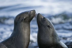 Ảnh minh họa. (Nguồn: Disney Enterprises) 