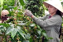 Nông dân Việt Nam thu hoạch càphê. (Ảnh: Hồ Cầu/TTXVN)