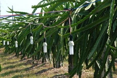 Chong đèn tại vườn thanh long trái vụ. (Nguồn: Internet)